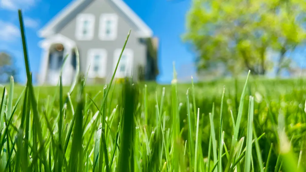 grass texture